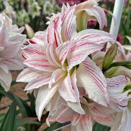 ����������� Pretty Amadeus 6