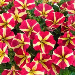  AMORE King of Hearts Imp. 203