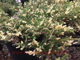 ������������ �������������� ������� ��������� (Andorra Variegata) 11