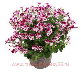   Mosquitaway 	Nova 91