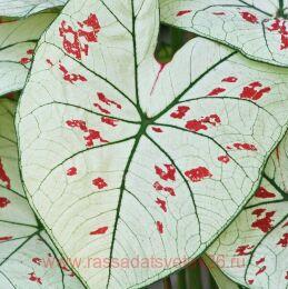 �������� Caladium Kelly 13