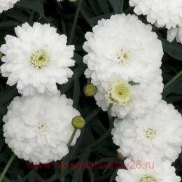  Aramis Double White 6