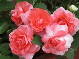 ��������� Fi�st� �ink ruffl� V�R 69