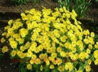  Doronicum orientale Little Leo