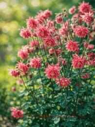 ��������� ������������ Barlow Pink 6