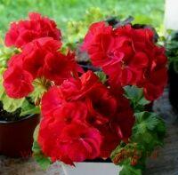 ���������� �������� Bold Eif 164