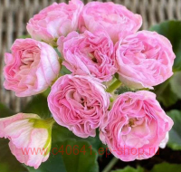 ���������� ���������� Kvarnlyckans Anna-Jeanette 268