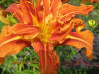  &#171; &#187; (FULVA KWANSO) 14