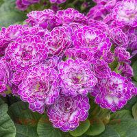  Belarina candy frost 12