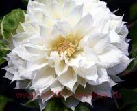  Duchess of Edinburgh 19