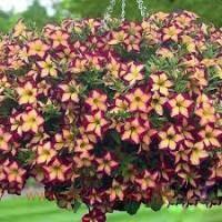  SURFINIA STARBURGUNDY 55-1