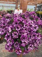  SURPRISE SPARKLING Purple 50