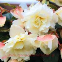   Belina Vanilla NEW 16