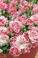  	Oscar White and Red 42