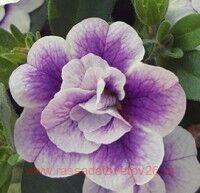  MiniFamous&#174; Uno Double LavTastic 24