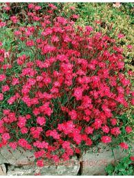 �������� �������� Brilliant Red 3