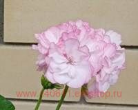 ���������� �������� ���� ����� ������ 277