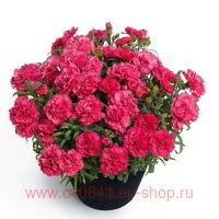    (Dianthus Sunflor Allura) 1