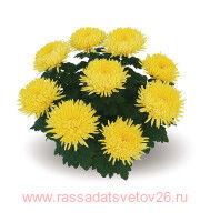 ���������� ��������������� Alaka Jaune 30