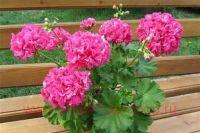 ���������� �������� Brookside Astra 0