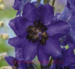 ���������� ������� Magic Fountains Dark Blue Dark Bee 5