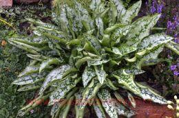 �������� Olaf_SVB 15