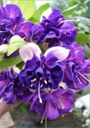  Golden Anniversary 7