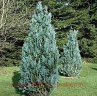 ����������� Chamaecyparis laws. 'Pelt's Blue' 11
