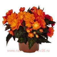  I&#180;CONIA Bacio Orange 65