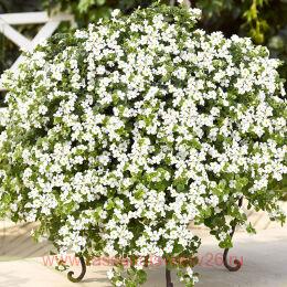 ������ Gulliver Dynamic White 3