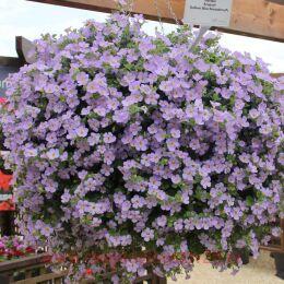 ������ Gulliver BLUE	Sensation 12