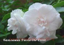  Fiesta one frost white 39