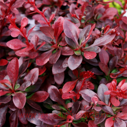  'Atropurpurea Nana' 20