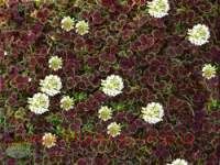  Angel Clver Chocolat