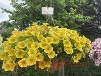  Surprise Canary Yellow 6