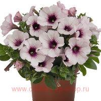  Surprise White Orchid 88