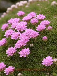 ������� ���������������� 7