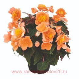 ������� ��������� Bellissa Daybreak 9