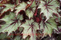   - DIBS BUTTERSCOTCH 31