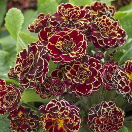 ������� PRIMA BELARINA Double Sunrise Ruby 47
