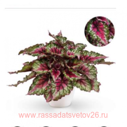 ������� ���� Beleaf Amazon River 1