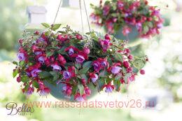  Bella Fuchsia &#174; Lydia 86