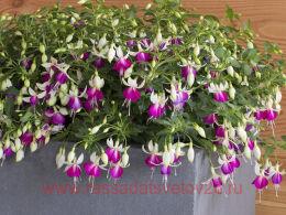  Bella Fuchsia NORA&#8471; 32