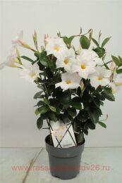  Diamantina Jade 	white 19