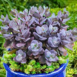 ����� SunSparkler Blue Pearl (������� ���������) 76