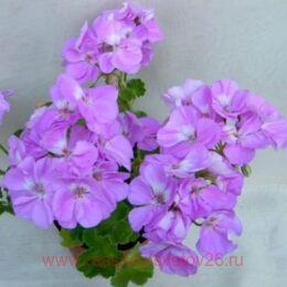 ���������� blue wonder 1