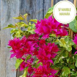  Mahara Marble Red (Double Red variegated)