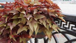 ������ BRIGHT IDEAS RUSTY RED 9