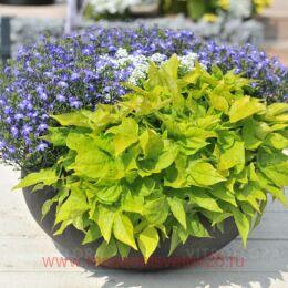  Bright Ideas Lime 17