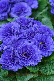 ������� PRIMA BELARINA Blue Champion 19